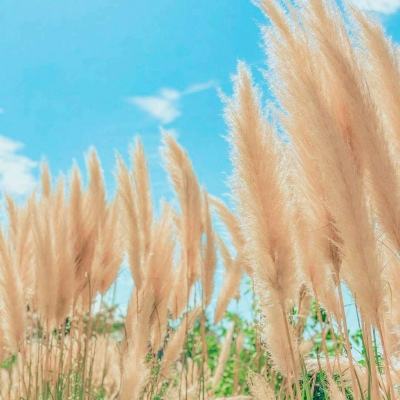 王牌战争文明重启taptap版下载